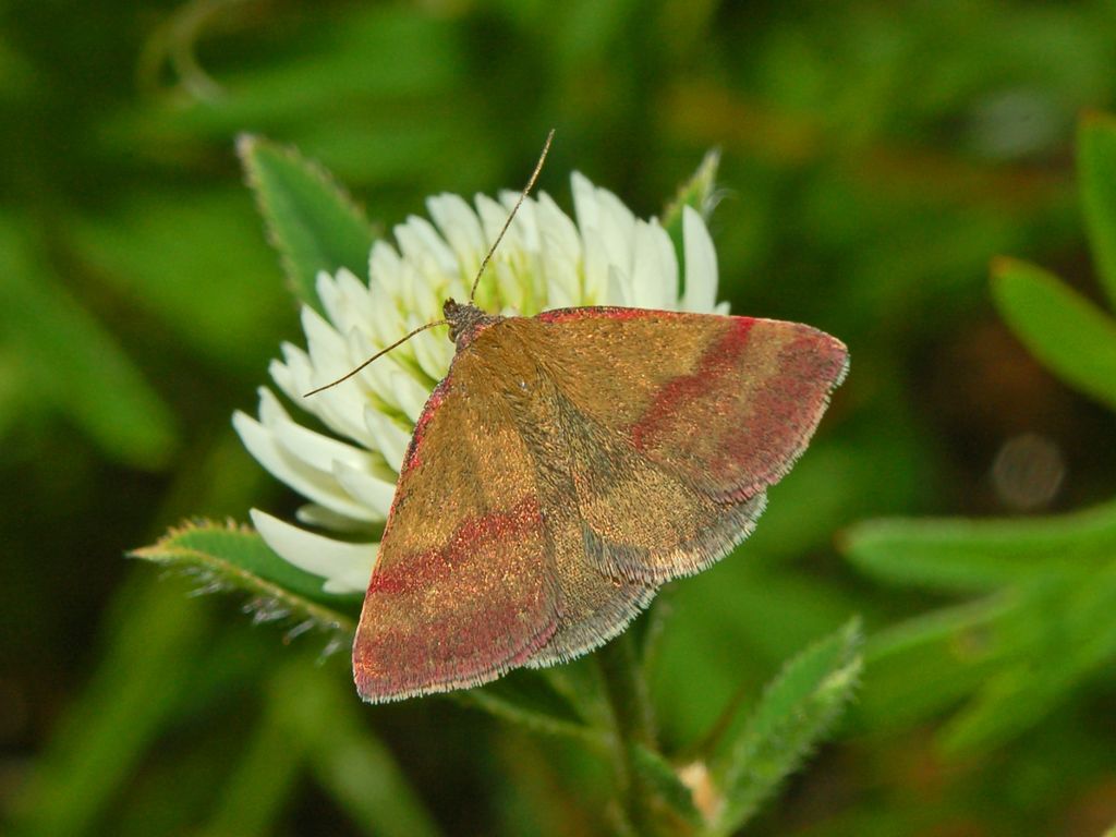 Delle bande color porpora - Phytometra viridaria